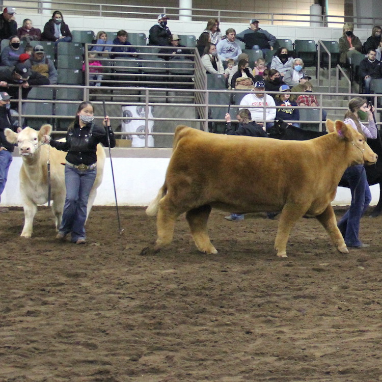 GFB awards prizes to Georgia Junior National Livestock Grand Champions